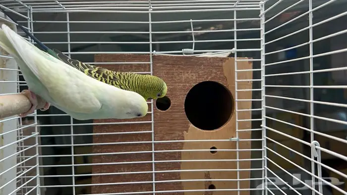 طيور حب البينو لاتينو اينو انتاج محميتي غير مستودره 5