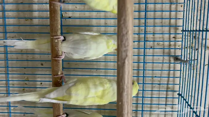 طيور حب البينو لاتينو اينو انتاج محميتي غير مستودره 6