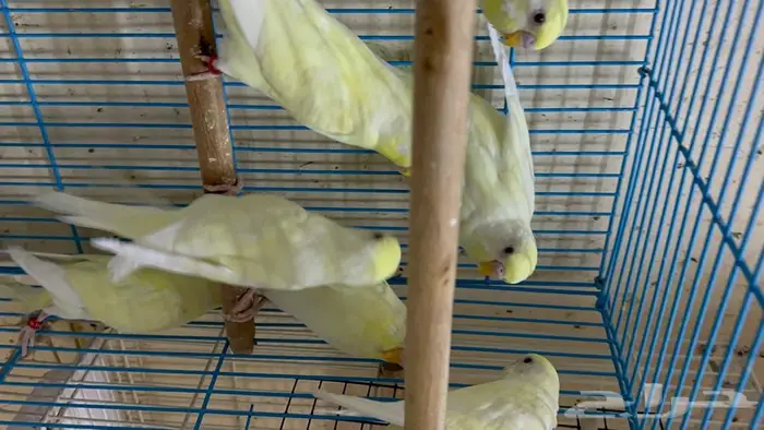 طيور حب البينو لاتينو اينو انتاج محميتي غير مستودره 7