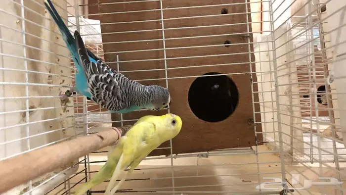 طيور حب البينو لاتينو اينو انتاج محميتي غير مستودره 8