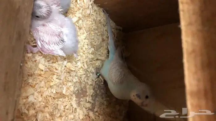 طيور حب البينو لاتينو اينو انتاج محميتي غير مستودره 9