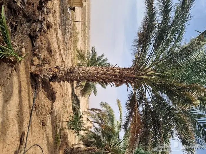 فروخ وجثايث نخل للبيع 7