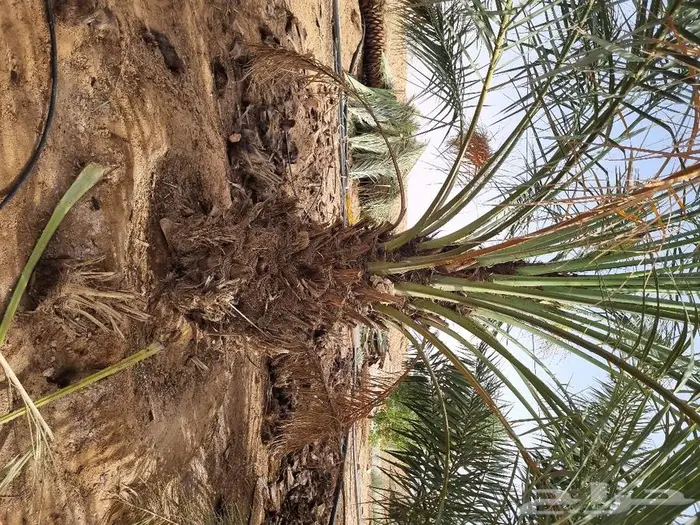 فروخ وجثايث نخل للبيع 9
