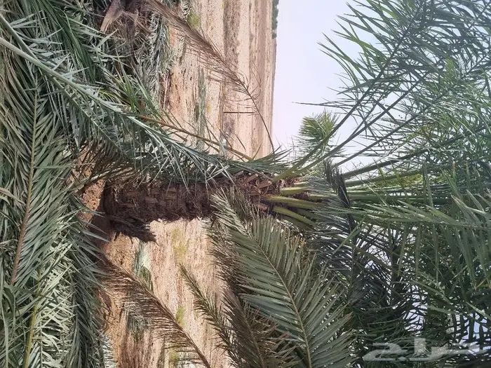 فروخ وجثايث نخل للبيع 10