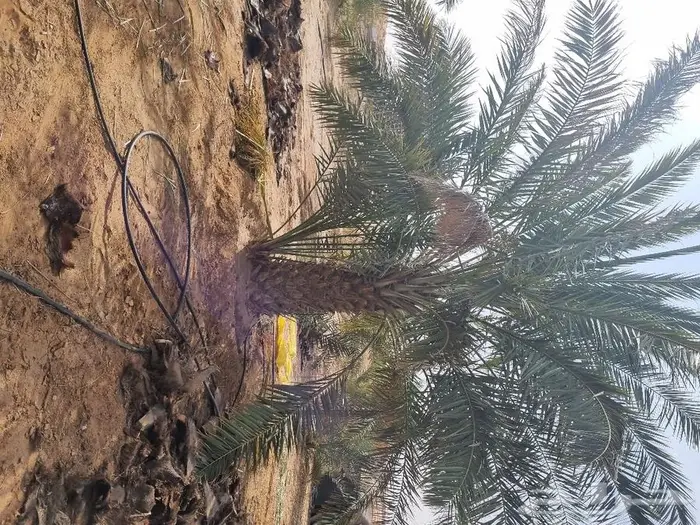 فروخ وجثايث نخل للبيع 8