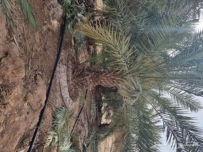 فروخ وجثايث نخل للبيع 13