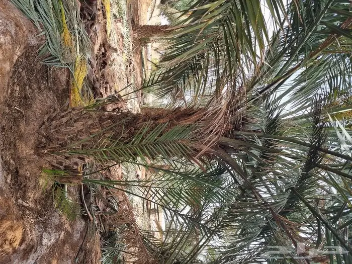 فروخ وجثايث نخل للبيع 11