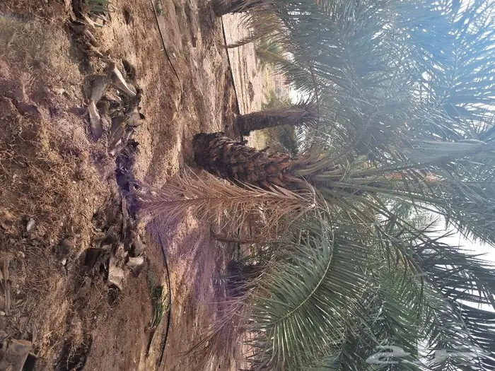فروخ وجثايث نخل للبيع 14