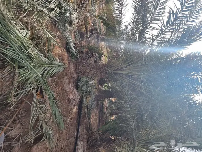 فروخ وجثايث نخل للبيع 15