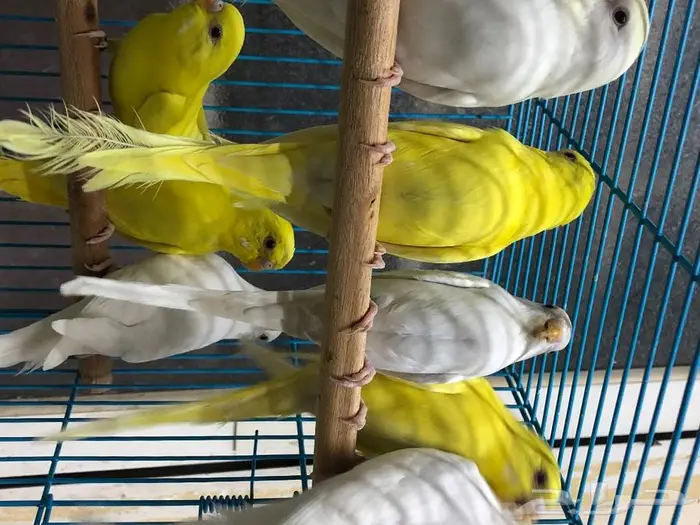 طيور حب البينو لاتينو اينو انتاج محميتي غير مستودره 11