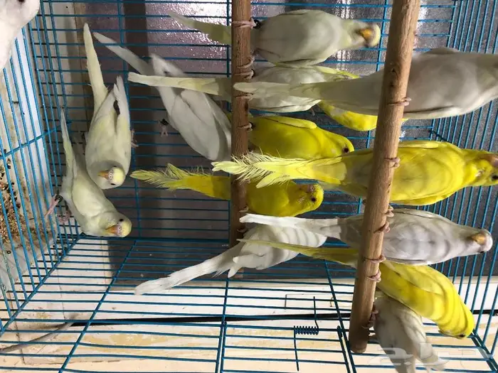 طيور حب البينو لاتينو اينو انتاج محميتي غير مستودره 12