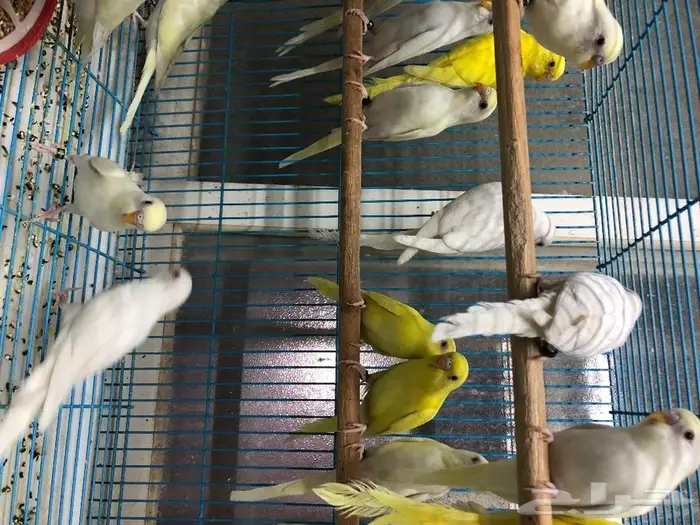 طيور حب البينو لاتينو اينو انتاج محميتي غير مستودره 13