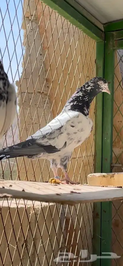 طبات حمام تيدي فواخر 12
