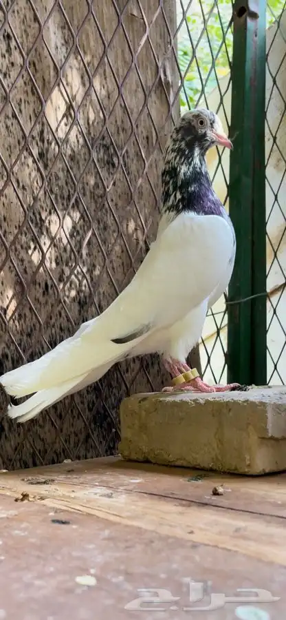 طبات حمام تيدي فواخر 8