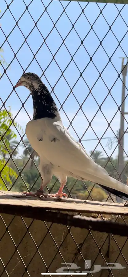 طبات حمام تيدي فواخر 11