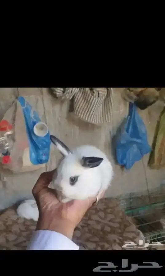 ارانب 7