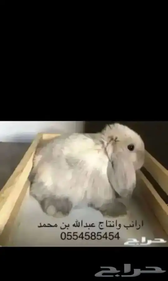 ارانب 8