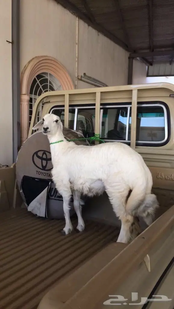 تامين ذبايح خرفان ورخال وتيوس مناسبات او ثلاجه 8