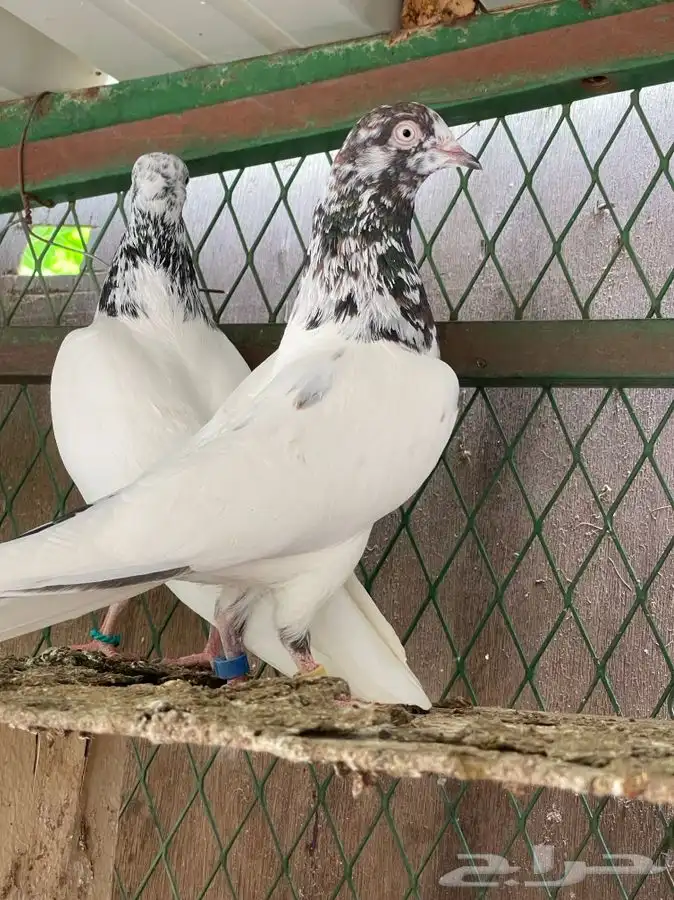 طبات حمام تيدي فواخر 27