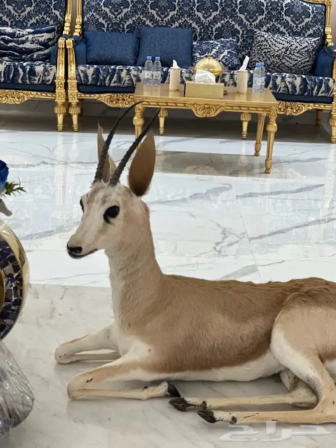 قهوجي ملكي 3