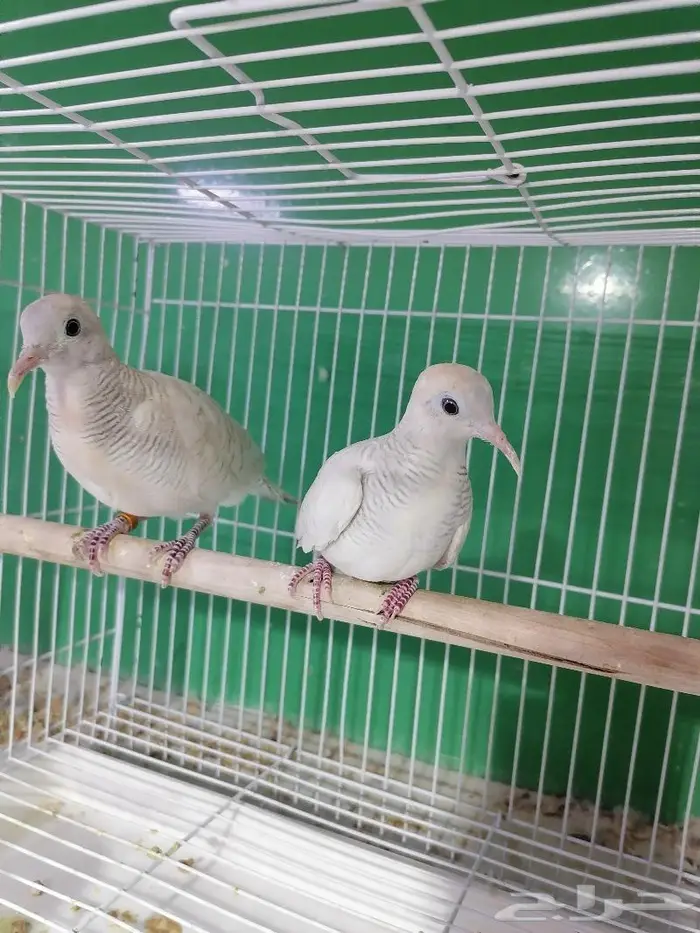 زيبرا دوف قمري المآسي قميري 1