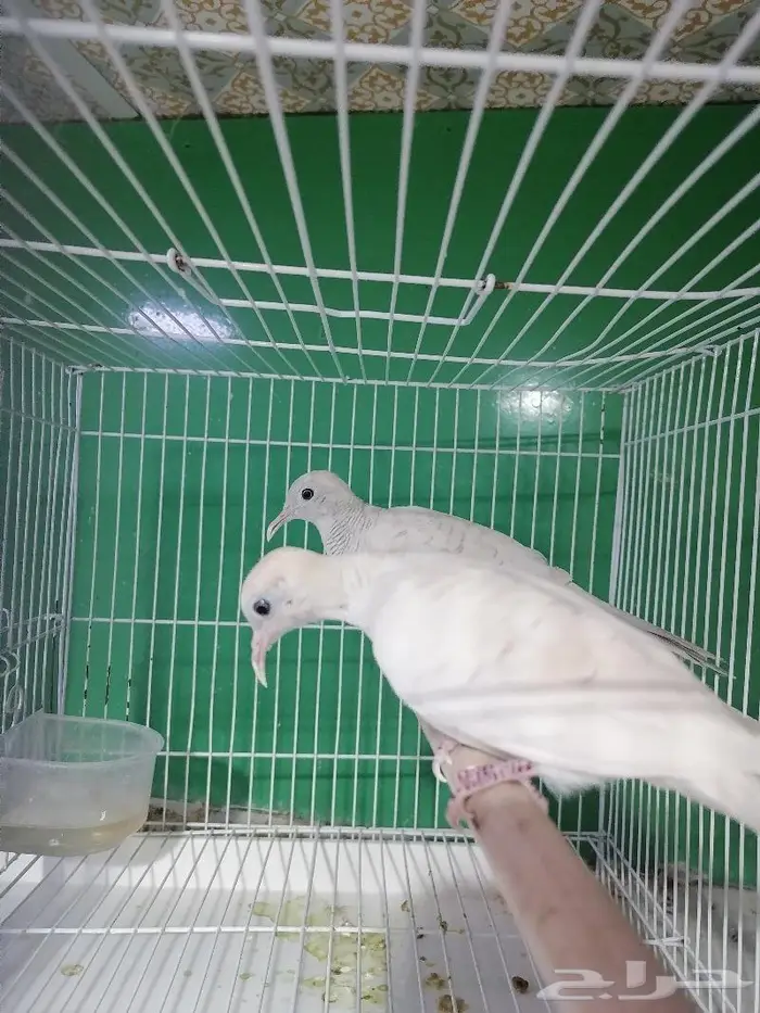 زيبرا دوف قمري المآسي قميري 2