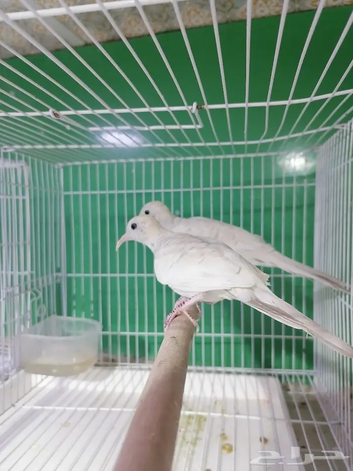 زيبرا دوف قمري المآسي قميري 3