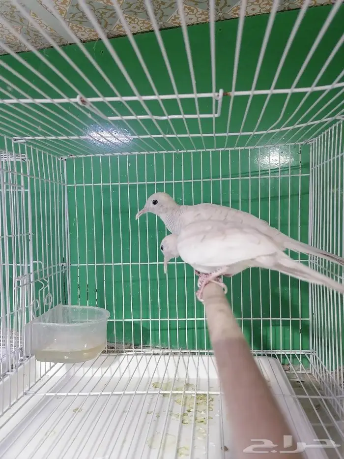 زيبرا دوف قمري المآسي قميري 4