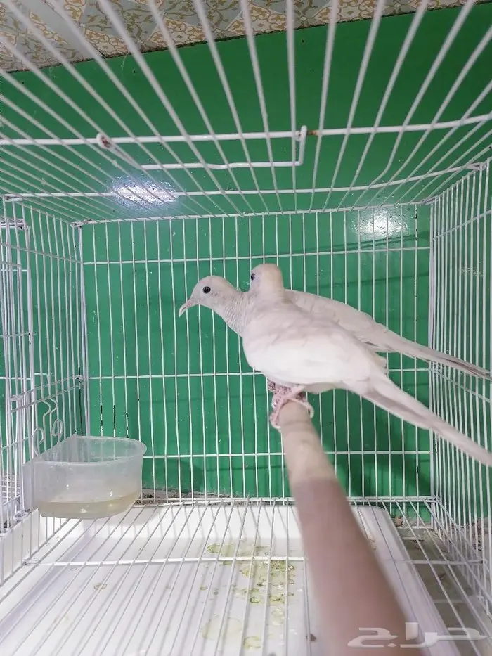 زيبرا دوف قمري المآسي قميري 5