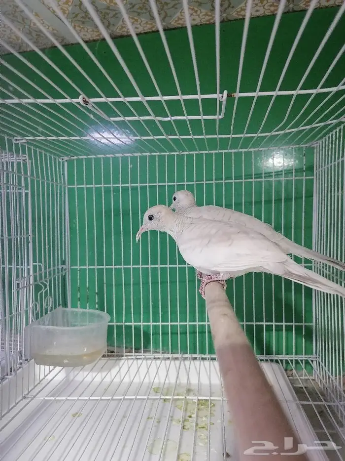 زيبرا دوف قمري المآسي قميري 6