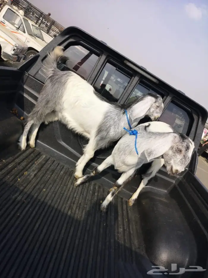 تامين ذبايح خرفان ورخال وتيوس مناسبات او ثلاجه 6