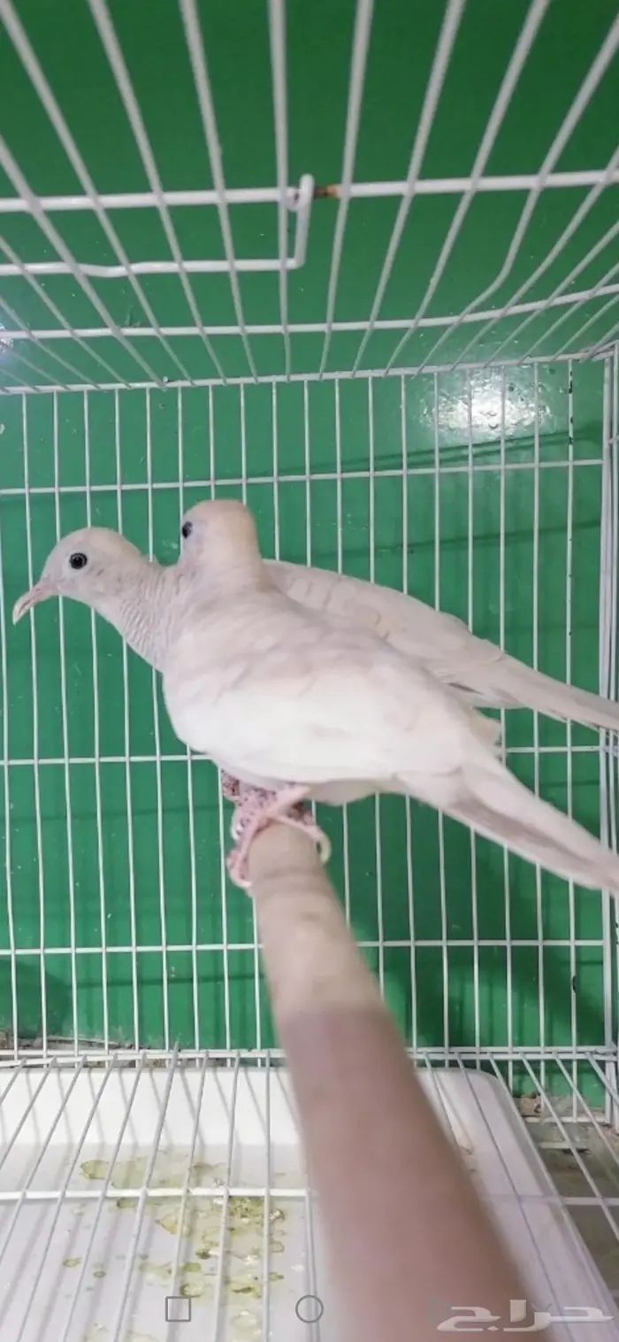 زيبرا دوف قمري المآسي قميري 0