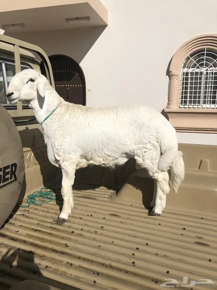 تامين ذبايح خرفان ورخال وتيوس مناسبات او ثلاجه 2