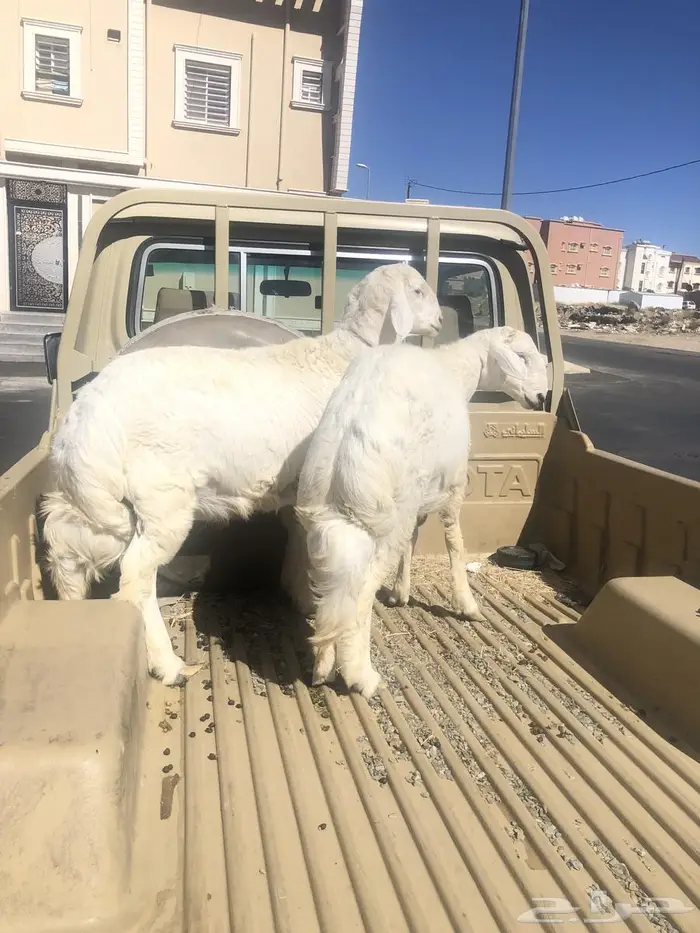 تامين ذبايح خرفان ورخال وتيوس مناسبات او ثلاجه 3