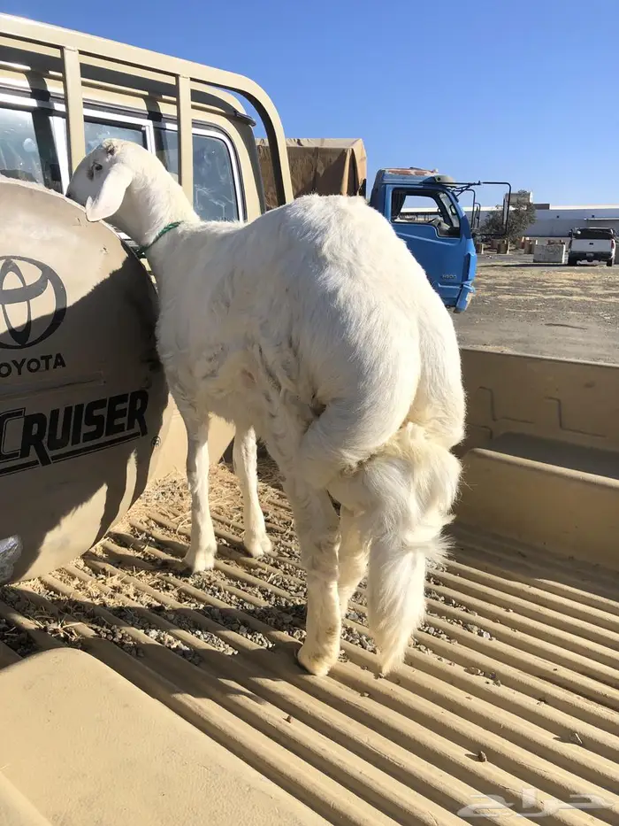 تامين ذبايح خرفان ورخال وتيوس مناسبات او ثلاجه 4