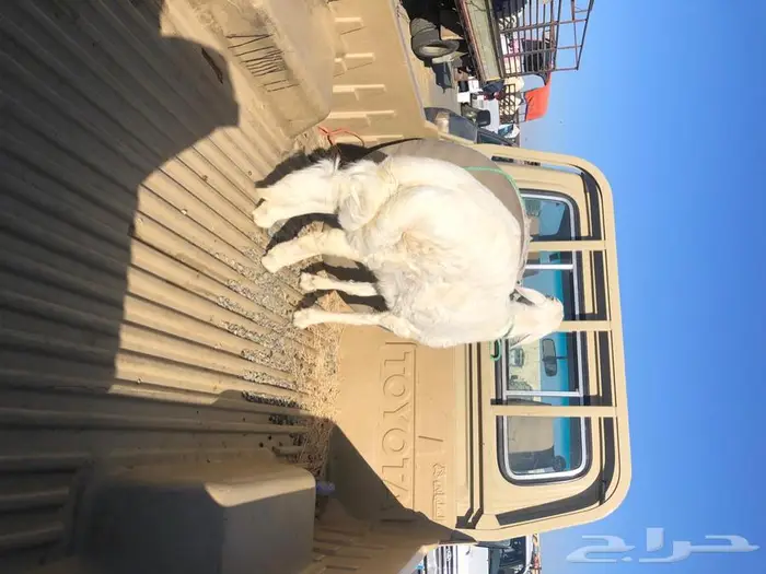 تامين ذبايح خرفان ورخال وتيوس مناسبات او ثلاجه 0