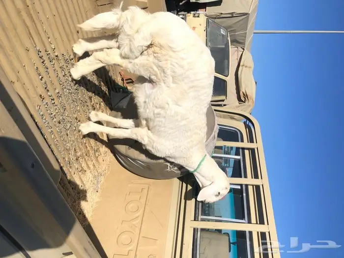 تامين ذبايح خرفان ورخال وتيوس مناسبات او ثلاجه 1