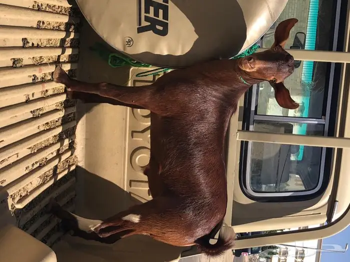 تامين ذبايح خرفان ورخال وتيوس مناسبات او ثلاجه 5