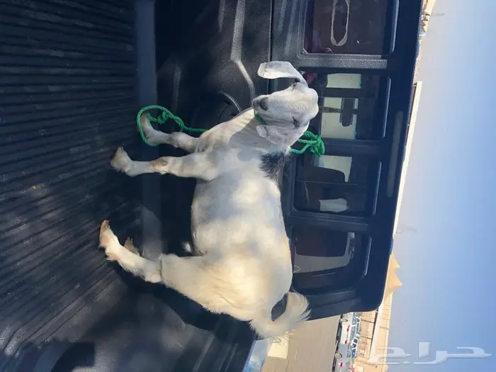 تامين ذبايح خرفان ورخال وتيوس مناسبات او ثلاجه 7