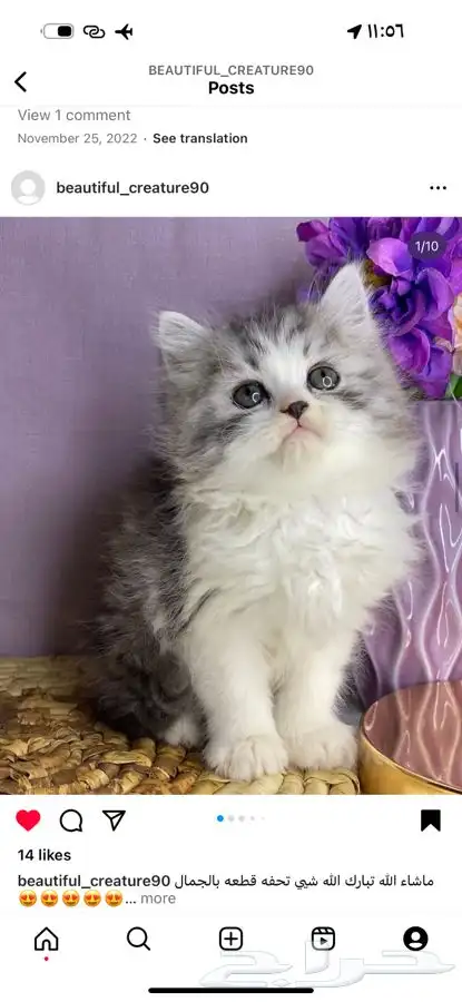 هاف بيكي بيرشن قطط قطه بيكي فيس شيرازي قطوه قطو راغدول بسه 1