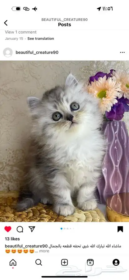 هاف بيكي بيرشن قطط قطه بيكي فيس شيرازي قطوه قطو راغدول بسه 0