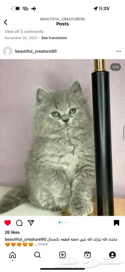 هاف بيكي بيرشن قطط قطه بيكي فيس شيرازي قطوه قطو راغدول بسه 3