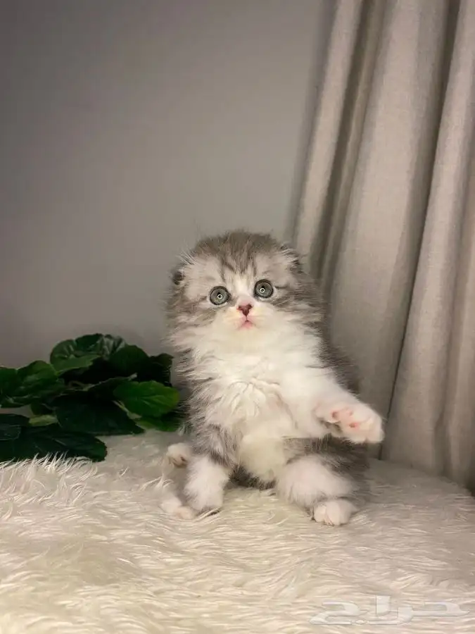 قطة سكوتش فولد تربل 0