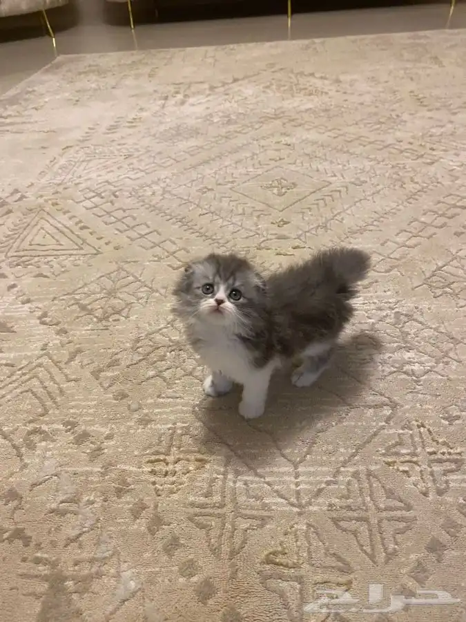 قطة سكوتش فولد تربل 1