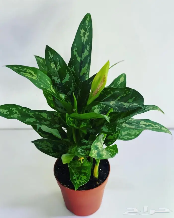 مجموعه جديده من النباتات الداخليه 0