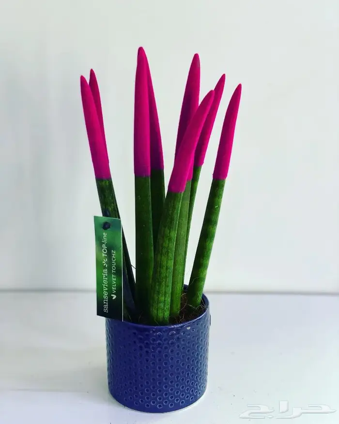 مجموعه جديده من النباتات الداخليه 1