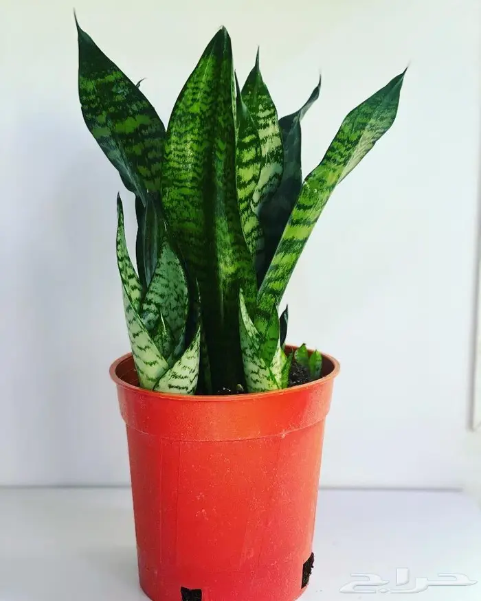 مجموعه جديده من النباتات الداخليه 3