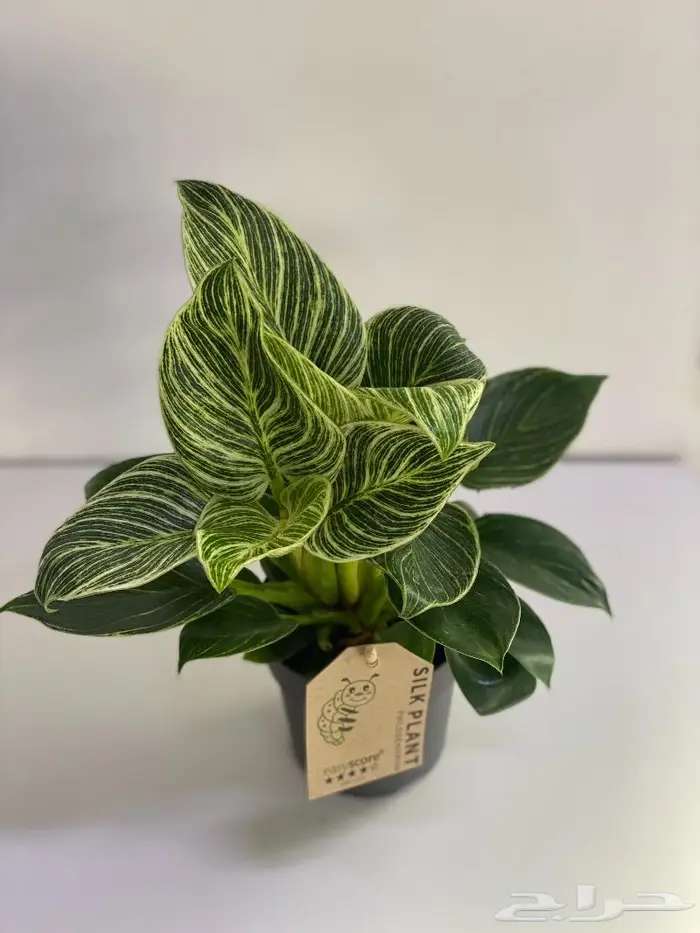 مجموعه جديده من النباتات الداخليه 4