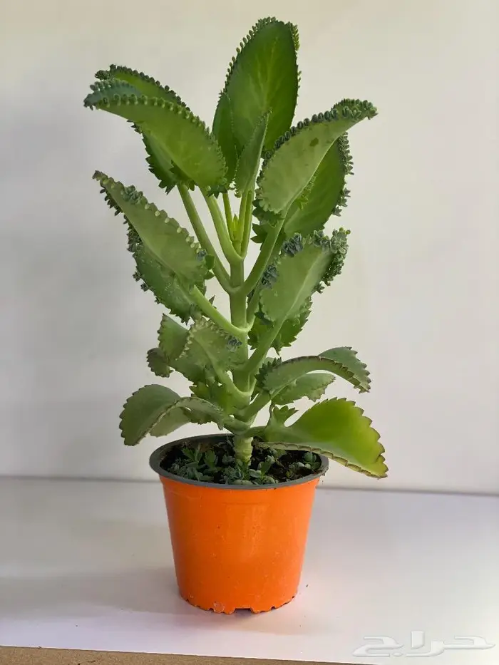 مجموعه جديده من النباتات الداخليه 5