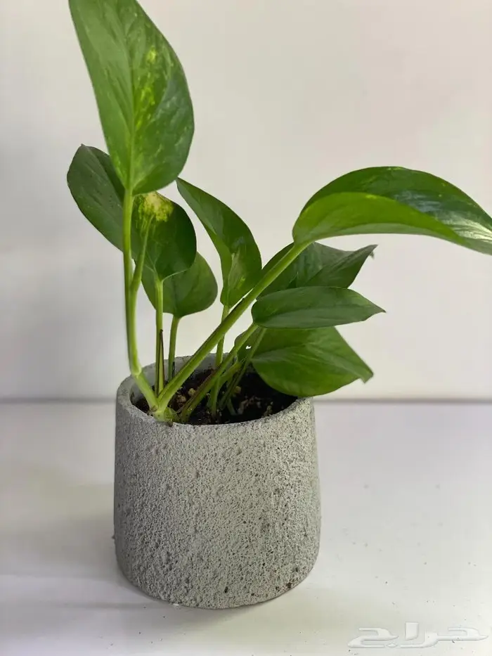 مجموعه جديده من النباتات الداخليه 6